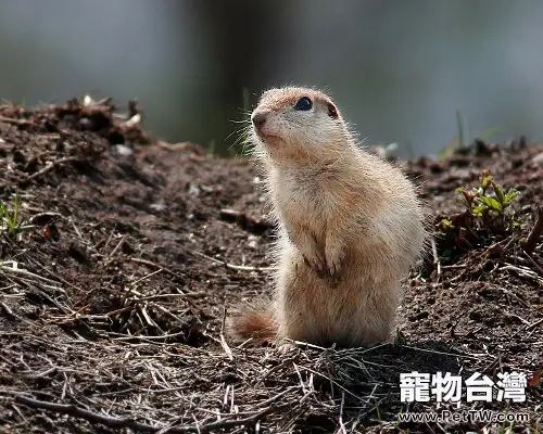 關於黃鼠的資料介紹