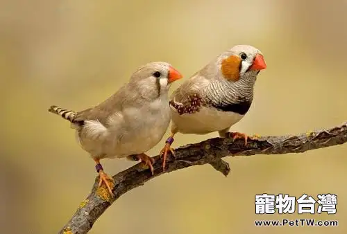 珍珠鳥繁殖的注意事項(1圖)-寵物台灣