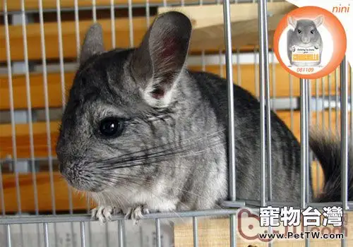 龍貓住所不可少的四種用具(1圖)-寵物台灣