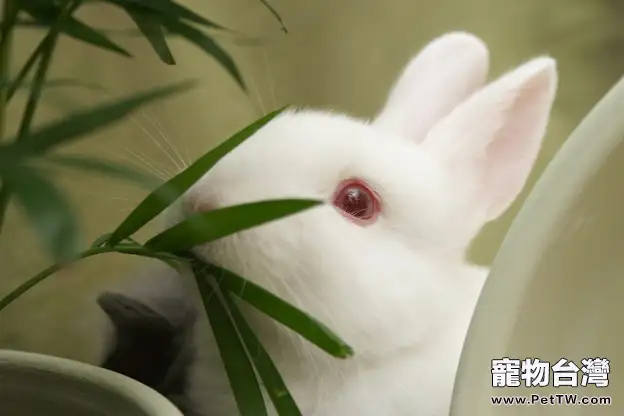 兔兔的結膜炎眼病介紹