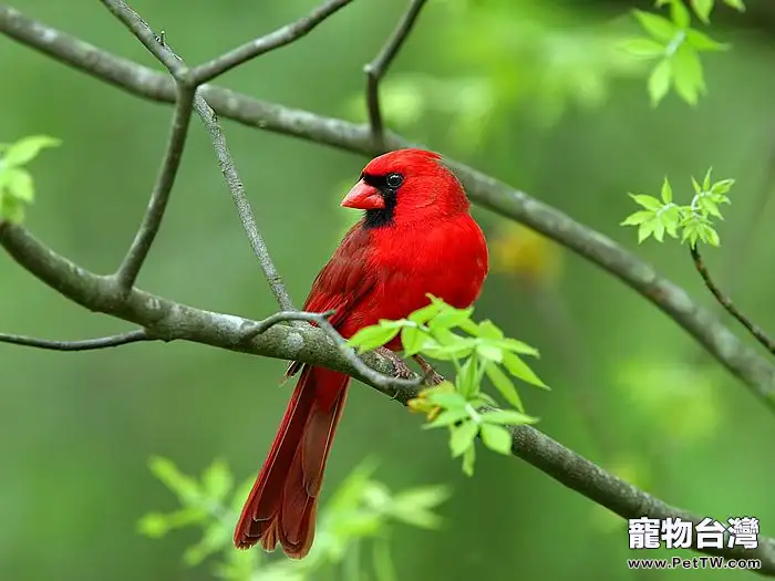 憤怒鳥的生活習性介紹