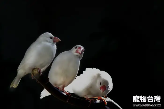 白文鳥飼養器具的注意事項