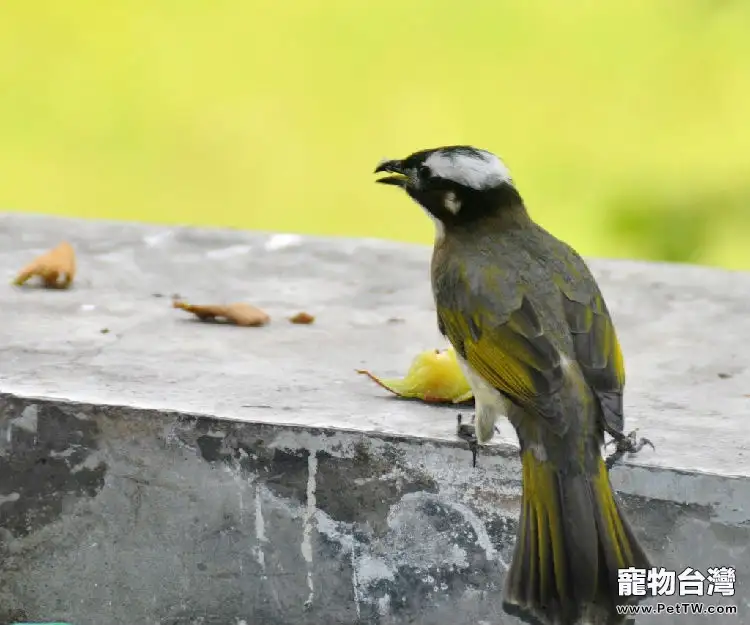 白頭翁的飼養注意事項