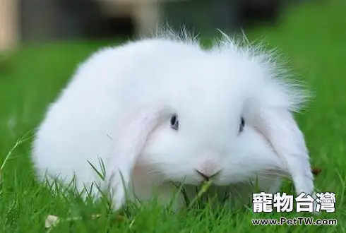 寵物兔子多少錢一隻 寵物兔子價格盤點