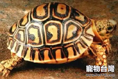 豹龜拉稀怎麼辦 豹龜拉稀原因有哪些(1圖)-寵物台灣