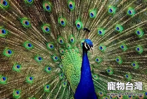 孔雀開屏是公的還是母的?孔雀為什麼開屏?(1圖)-寵物台灣