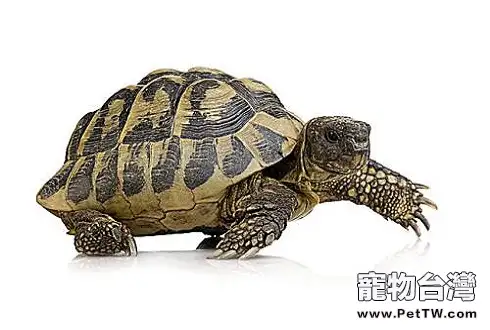 烏龜為什麼能活那麼久 烏龜能活多少年