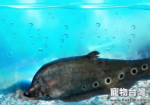 七星刀魚混養的注意事項有哪些?(共2張圖片)-寵物台灣