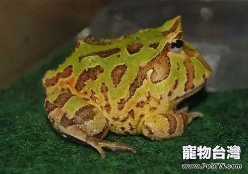 角蛙壽命多久