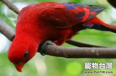 紅色吸蜜鸚鵡好養嗎?紅色吸蜜鸚鵡飼養方法(1圖)-寵物台灣