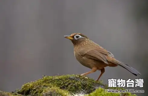 畫眉鳥為什麼不叫