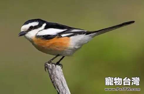 伯勞鳥