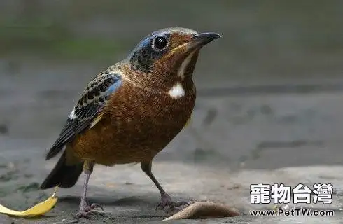 白喉磯鶇喂什麼飼料