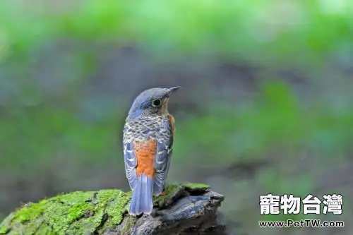 白喉磯鶇喂什麼飼料