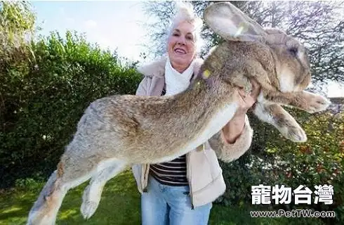 全世界上最大的兔子有多大?(共3張圖片)-寵物台灣