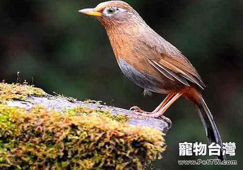 寵物鳥種類有哪些?寵物鳥價格介紹(共3張圖片)-寵物台灣