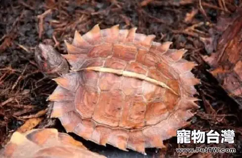 太陽龜好養嗎