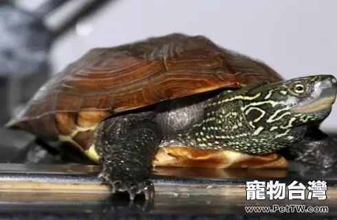 市面上最常見的烏龜