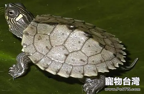 市面上最常見的烏龜