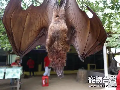 蝙蝠屬於鳥類嗎