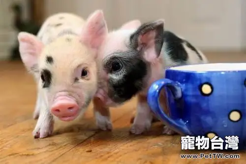 茶杯豬多少錢一隻