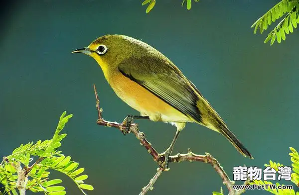 黃鸝鳥餵食注意事項(1圖)-寵物台灣