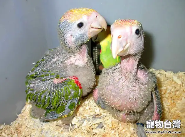 鸚鵡幼鳥斷奶期的餵養注意事項
