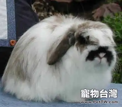 美種費斯垂耳兔的品貌特徵