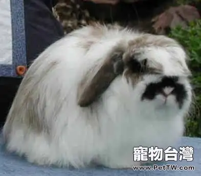 美種費斯垂耳兔的品貌特徵(1圖)-寵物台灣