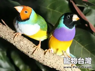 七彩文鳥好養嗎