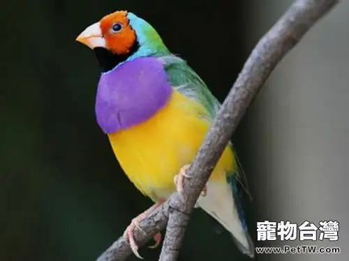 七彩文鳥好養嗎