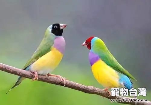 七彩文鳥好養嗎