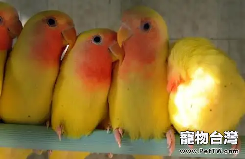 黃桃臉牡丹鸚鵡怎麼養