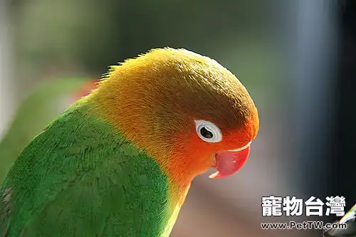 觀賞鳥滯食問題解析