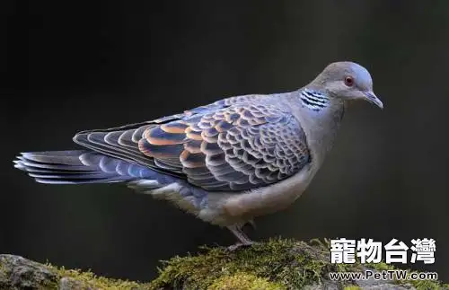 斑鳩吃什麼