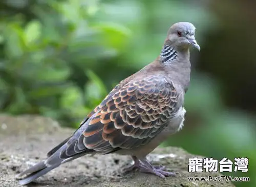 斑鳩吃什麼