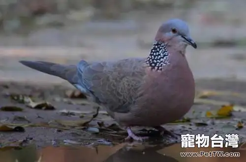 斑鳩吃什麼