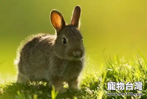 寵物兔壽命