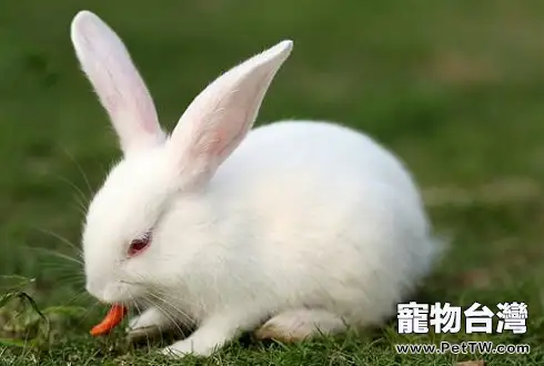 寵物兔壽命