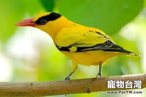 黃鸝鳥吃什麼?黃鸝鳥吃什麼食物?(共3張圖片)-寵物台灣