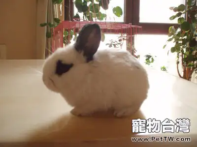 溫順道奇兔飼養全攻略