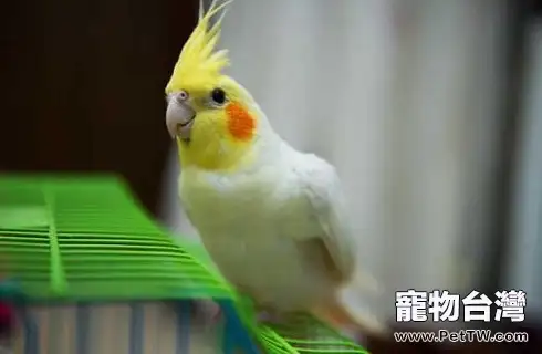 鸚鵡吃什麼