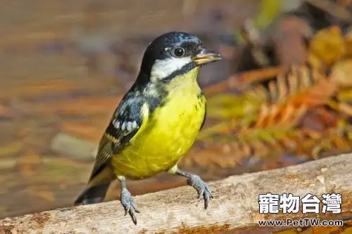 黃腹山雀怎麼養