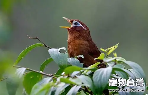 畫眉鳥的飼養