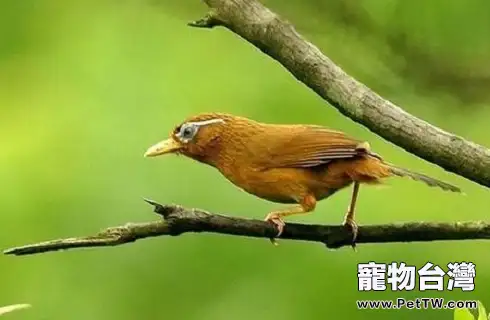 畫眉鳥的飼養