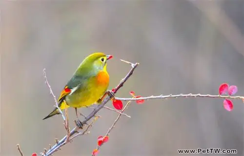 相思鳥怎麼養