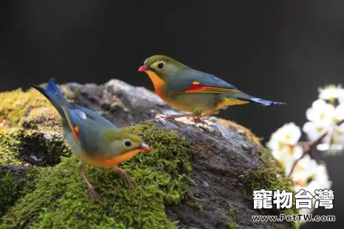 相思鳥怎麼養