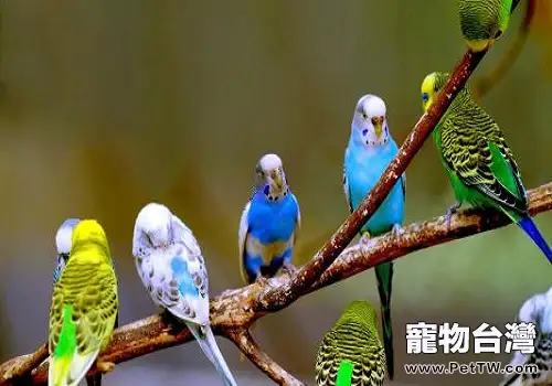 虎皮鸚鵡怕冷嗎?虎皮鸚鵡怎麼養?(共3張圖片)-寵物台灣