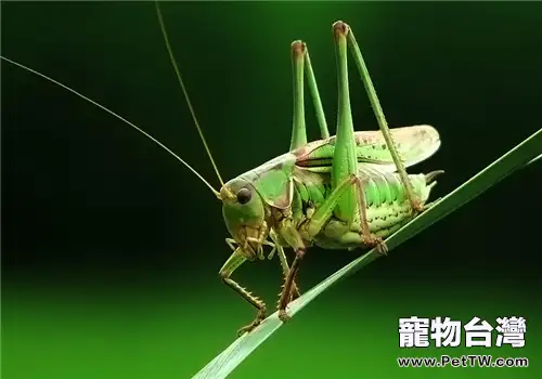蟈蟈吃什麼?蟈蟈飼養0(共2張圖片)-寵物台灣