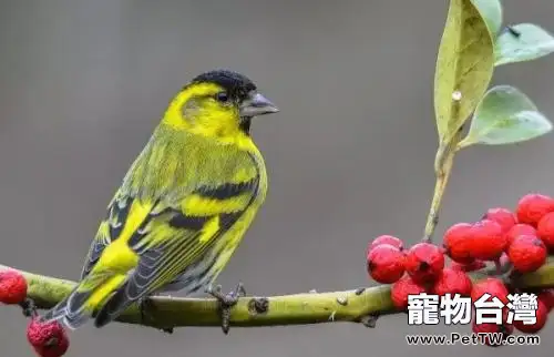 黃雀的飼養